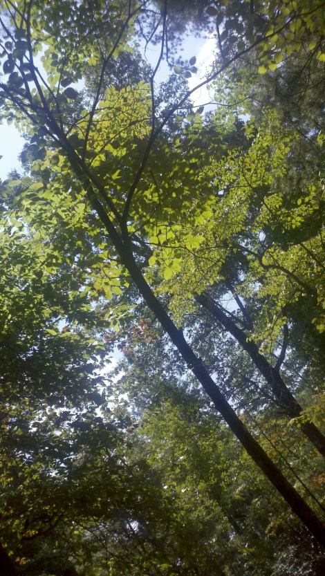 trees from my porch/clayton, ga/august 2012
