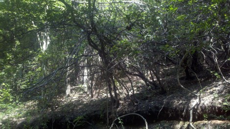 tree tangle/clayton, ga/august 2012