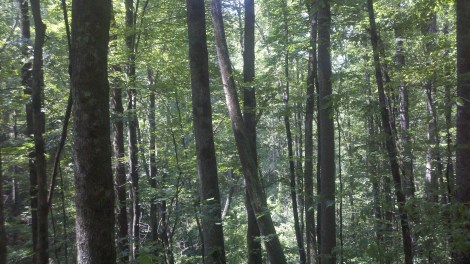 mountain forrest/clayton, ga/august 2012