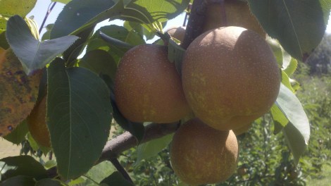 pears/tiger, ga/august 2012