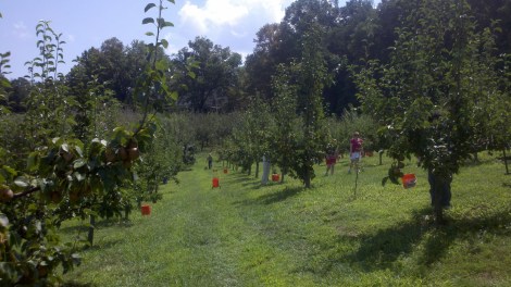pear pickin/tiger, ga/august 2012