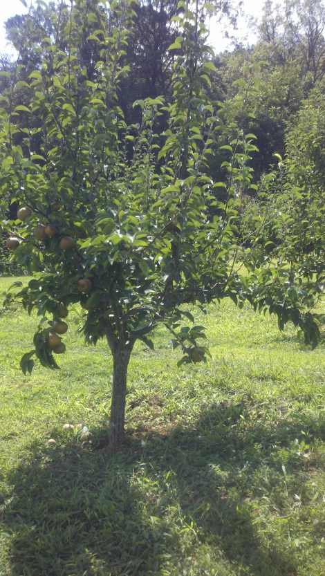 pear tree/tiger, ga/august 2012