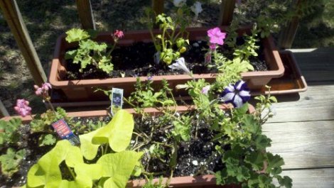 flower boxes/poconos/july 2012
