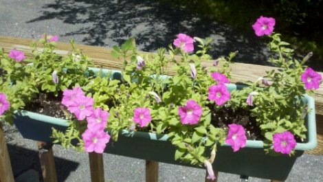 flowers/poconos/july 2012