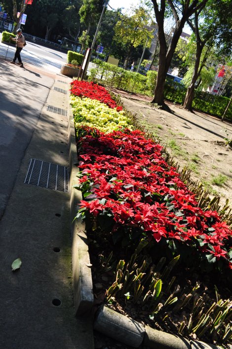 not xmas without poinsettias on display/da'an park, taipei/dec 2012