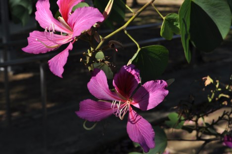 azaleas!/da'an park, taipei/dec 2012