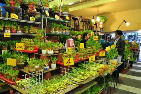 i got my bamboo here/da'an, taipei/dec 2012