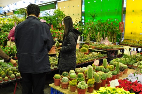 and my cacti here/da'an, taipei/dec 2012