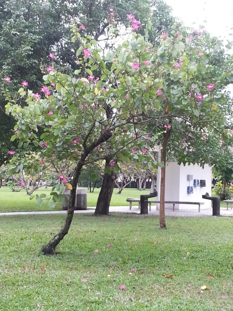 azalea tree/da'an park, taipei/dec 12, 2012