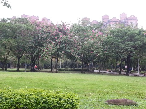 azalea trees/da'an park, taipei/dec 12, 2012