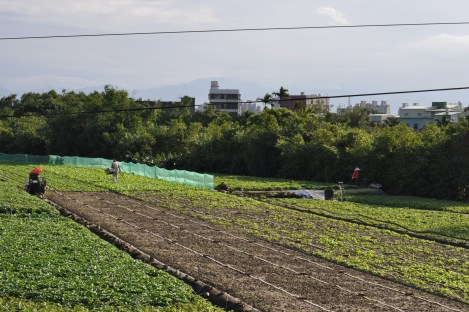 farm beyond the maritime university/taipei circle trail/jan 2013