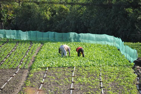 farmers in taipei city/taipei circle trail/jan 2013