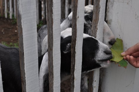 noms/hualien, taiwan/jan 2013