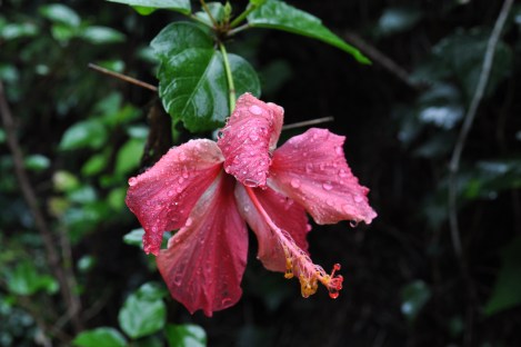 beauty/taroko, taiwan/jan 2013