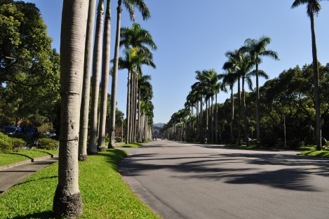 a look up royal palm boulevard from the main gate/taida/dec 2012