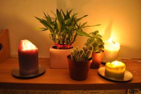 my plants/the crib, taipei/jan 2013