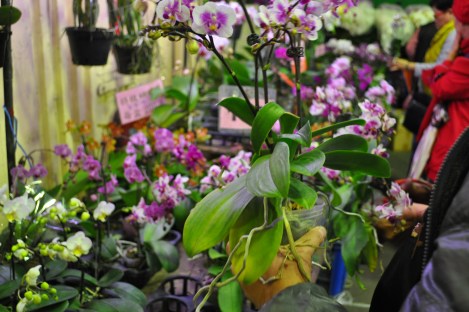 photo bombed by an orchid/da'an, taipei/jan 2013