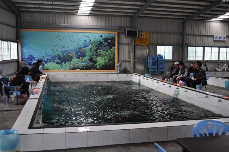 ze pool/danshui district, taipei/feb 13, 2013