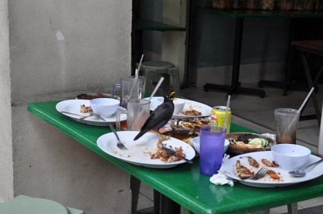 bird calling his friends to feast/singapore/march 2013