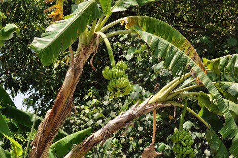 bananas!/pulau ubin, singapore/march 2013