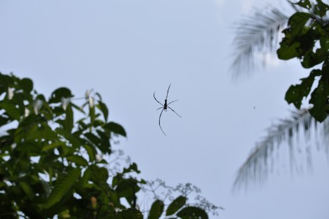 we saw these big mamas (golden orb web spiders) all over the place/pulau ubin, singapore/march 2013