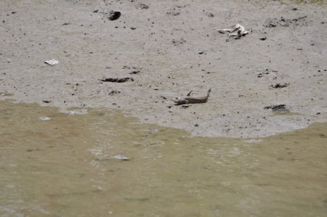 blue-spotted mudskipper!/pulau ubin, singapore/march 2013