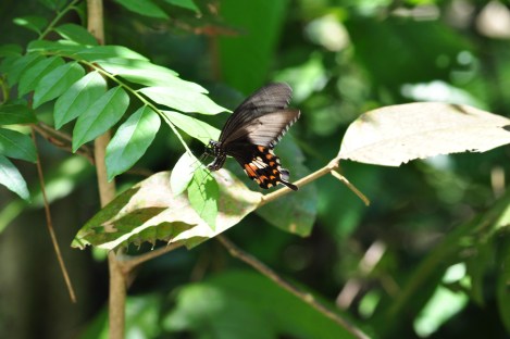 butterflies everywhere!/pulau ubin, singapore/march 2013