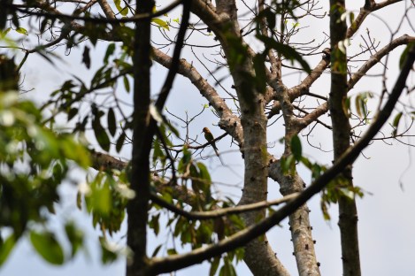 birdwatching lens/pulau ubin, singapore/march 2013