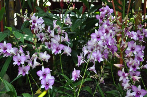 roof garden orchids at buddha tooth relic temple/singapore/march 2013